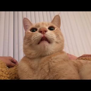 Meet your Posher, Justin